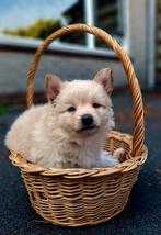 Puppies Keeshond x Pomeriaan, Dieren en Toebehoren, Honden | Poolhonden, Keeshonden en Oertypen, 8 tot 15 weken, Meerdere, Meerdere dieren