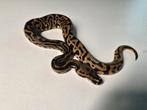 1.0 spotnose leopard dubbel het clown pied ball python, Slang, 0 tot 2 jaar