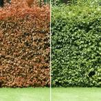 Beukenhaag “FAGUS”, Ophalen, Bloeit niet, Halfschaduw, Overige soorten