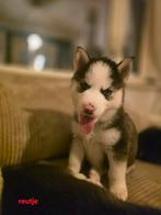 Zeer mooie lieve husky pups geboren, Dieren en Toebehoren, 8 tot 15 weken, Poolhond, Meerdere, Meerdere dieren