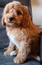 Cockapoo pups, Overige rassen, CDV (hondenziekte), 8 tot 15 weken, Meerdere