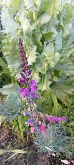 Linaria purpurea - Walstro Leeuwenbek zaden, Tuin en Terras, Ophalen of Verzenden, Voorjaar, Volle zon, Zaad