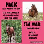 Verzorgster gezocht, Dieren en Toebehoren, Stalling en Weidegang