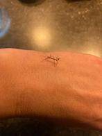 Wandelende takken babys’s, gratis, Dieren en Toebehoren, Wandelende tak