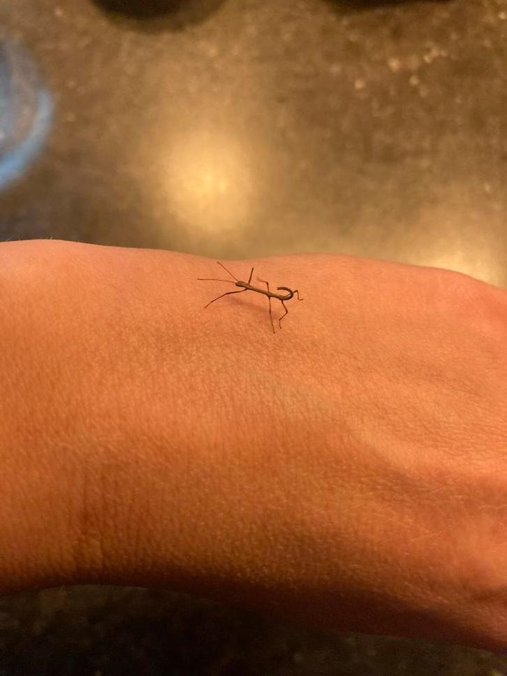 Wandelende takken babys’s, gratis, Dieren en Toebehoren, Insecten en Spinnen, Wandelende tak