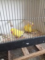 Jonge lutino halsband, Dieren en Toebehoren, Vogels | Parkieten en Papegaaien, Meerdere dieren, Parkiet