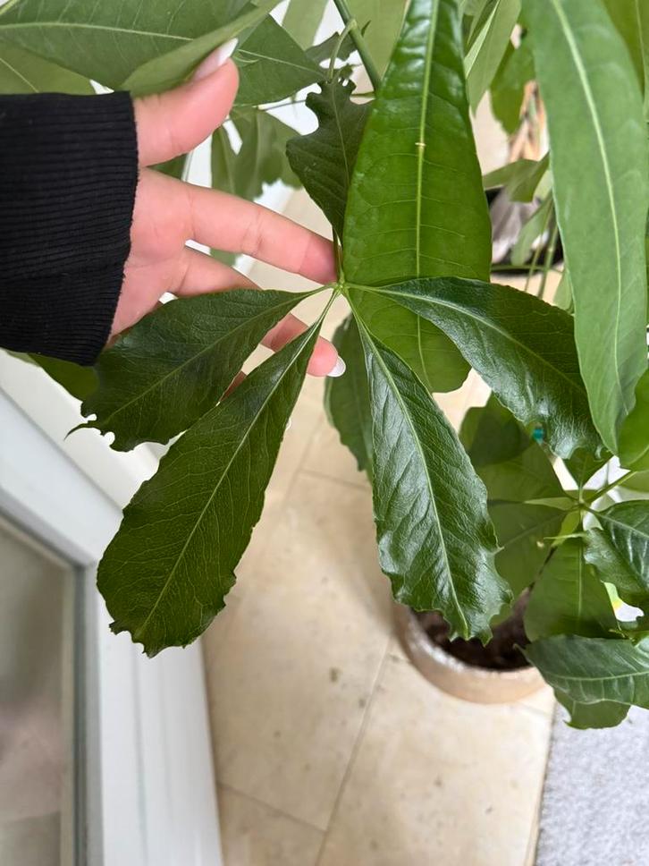 Pachira Aquatica Geldboom, Huis en Inrichting, Kamerplanten, Overige soorten, 150 tot 200 cm, Groene kamerplant, Halfschaduw, In pot