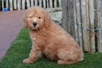 Prachtige medium Labradoodle pups, met stamboom, Dieren en Toebehoren, Parvo, België, 15 weken tot 1 jaar, Overige rassen