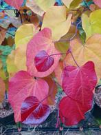 Cercis canadensis ‘ Eternal Flame’ / nieuw ‼️‼️ / 200-250 cm, Tuin en Terras, Lente, 250 tot 400 cm, Ophalen, Volle zon