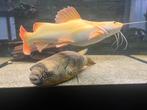 platinum red tail., Dieren en Toebehoren, Vis