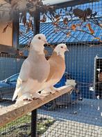 Geel en geelzilver West Engeland Tuimelaar jong, Postduif