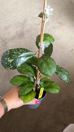 Hoya Larissa, Ophalen of Verzenden, Overige soorten, Minder dan 100 cm