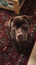 Liefe choco labrador 1 jaar, Dieren en Toebehoren, Honden | Retrievers, Spaniëls en Waterhonden, Rabiës (hondsdolheid), 15 weken tot 1 jaar