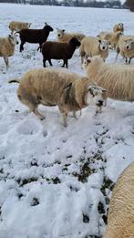 Texelse schapen dekram, Dieren en Toebehoren, Mannelijk, Schaap