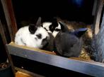 Jonge Klein lotharinger konijnen, Dieren en Toebehoren, Konijnen, Klein, Meerdere dieren, 0 tot 2 jaar