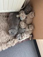Britse korthaar kittens, Dieren en Toebehoren, Meerdere dieren, Gechipt