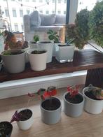 Stekjes Madagscar Jewel, Begonia, Pannenkoekenplant, Tuin en Terras, Ophalen, Vaste plant, Overige soorten, Volle zon