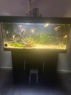 Aquarium met maanvissen en toebehoren., Dieren en Toebehoren, Ophalen, Zo goed als nieuw, Gevuld zoetwateraquarium