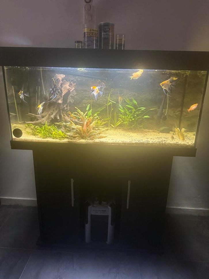 1 meter Juwel Aquarium met maanvissen en toebehoren., Dieren en Toebehoren, Vissen | Aquaria en Toebehoren, Zo goed als nieuw