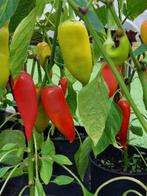zaden paprika Kapia, Verzenden, Voorjaar, Volle zon, Zaad