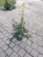 Ilex JC van Tol - Stevige Hulst in Pot, Tuin en Terras, Planten | Bomen, Bloeit niet, Overige soorten, 100 tot 250 cm, Ophalen