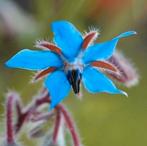 Zaden Komkommer Kruid - Borage - Bernagie, Tuin en Terras, Bloembollen en Zaden, Verzenden, Voorjaar, Volle zon, Zaad