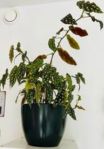 Weelderige en Gezonde ‘Polka Dot’ Begonia, zie details, Ophalen, Overige soorten, Halfschaduw, In pot