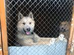 Leuk hondje ter adoptie,  liefe nordische ras, Particulier, Rabiës (hondsdolheid), 15 weken tot 1 jaar, Buitenland