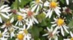 Herfstaster (Aster divaricatus) kleur wit., Tuin en Terras, Herfst, Bodembedekkers, Ophalen of Verzenden