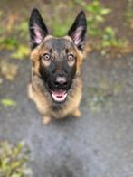 Lieve mechelse herder, Dieren en Toebehoren, 15 weken tot 1 jaar, Reu, Eén hond, Herder