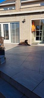 Cane Corso X Bull Mastiff