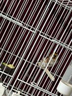 Koppel putters, Dieren en Toebehoren, Vogels | Overige Vogels, Meerdere dieren, Wildzangvogel, Geringd