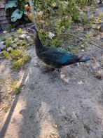 Woerd muskuseend, prachtige man van 4 maanden oud, Dieren en Toebehoren, Mannelijk, Eend