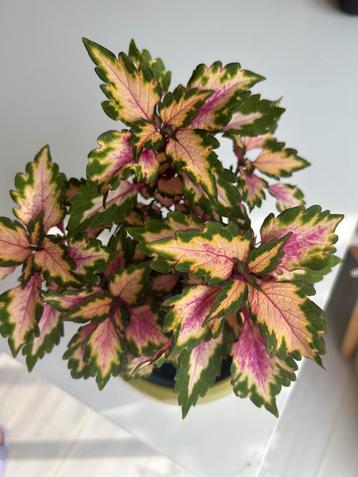 Coleus gewortelde stekken rare Down Town - Miami Magic OP=OP beschikbaar voor biedingen
