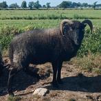 Ouessant rammen te koop, Dieren en Toebehoren, Schapen, Geiten en Varkens, Mannelijk, Schaap, 0 tot 2 jaar