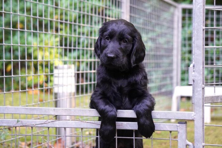 Flatcoated Retriever pups met stamboom, Dieren en Toebehoren, Honden | Retrievers, Spaniëls en Waterhonden, Reu, Overige rassen