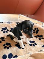 1 laagbenig kortharig mini jackrussel teefje, Dieren en Toebehoren, Honden | Jack Russells en Terriërs, Parvo, Jack Russell Terriër