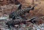 Synodontis Petricola meervallen 6 stuks, Dieren en Toebehoren, Vissen | Aquariumvissen, Vis, Zoetwatervis, Schoolvis