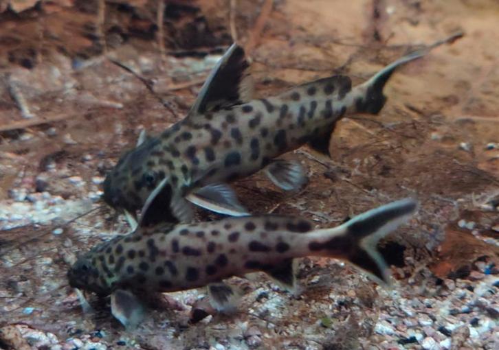 Synodontis Petricola meervallen 6 stuks, Dieren en Toebehoren, Vissen | Aquariumvissen, Zoetwatervis, Vis, Schoolvis