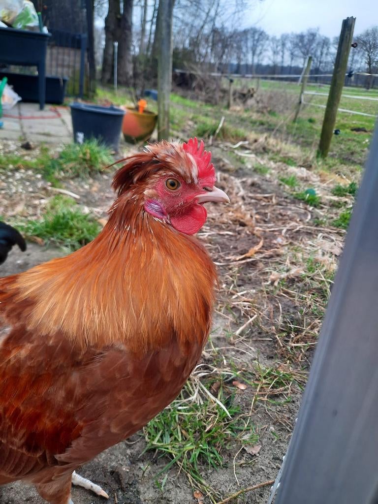 Krielhaantje, Dieren en Toebehoren, Pluimvee