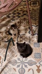 Lieve kitten op zoek naar een gouden mandje ( grijs witte), Dieren en Toebehoren, Katten en Kittens | Overige Katten, Poes, 0 tot 2 jaar