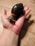 Agaatslakken/ reuze slakken, Dieren en Toebehoren, Overige Dieren, Mei, Meerdere dieren