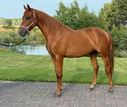 Zeer sjieke E maat merrie, Dieren en Toebehoren, Pony's, Merrie, Onbeleerd, E pony (1.48m - 1.57m), Dressuurpony, 3 tot 6 jaar