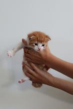 Kitten te koop, roodharig, Kater