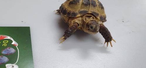 0-0-7 Testudo Horsfieldii / vierteenlandschildpad, Dieren en Toebehoren, Reptielen en Amfibieën, Schildpad, 0 tot 2 jaar, Tam