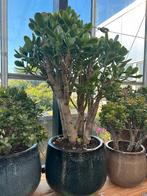 Vetplanten kamerplant terras Crassula groot klein, Ophalen, Vetplant, Halfschaduw, In pot