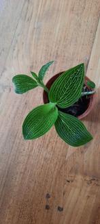 Ludisia discolor, Juweelorchidee, Ophalen of Verzenden, Halfschaduw, Minder dan 100 cm