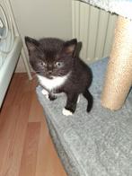 NOG 1 Zwartje te koop Moeder is  Britse korthaar, Dieren en Toebehoren, Katten en Kittens | Raskatten | Korthaar, Poes, Ontwormd