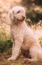 Labradoodle pups verwacht rond 5 november, Dieren en Toebehoren, 8 tot 15 weken, Meerdere, Meerdere dieren, Middel