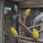 Parkieten, Dieren en Toebehoren, Vogels | Kanaries, Meerdere dieren, Kleurkanarie